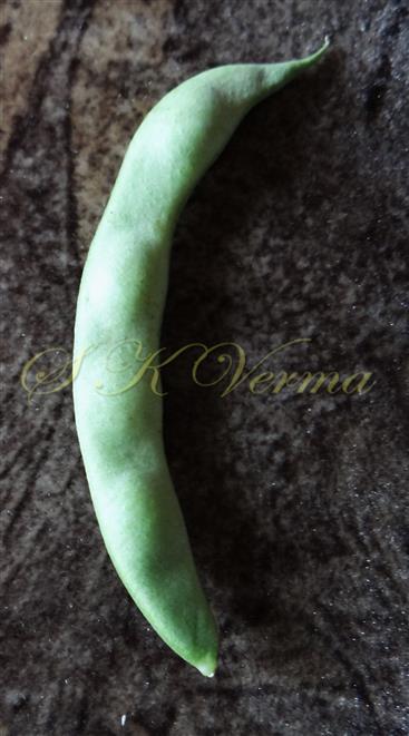  Young Legume